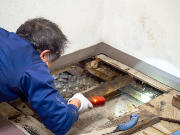 Best Black Mold Removal  in Fairfield, TX