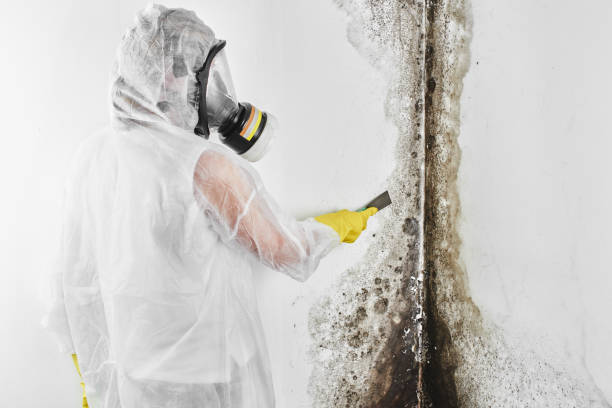 Best Home Mold Removal  in Fairfield, TX