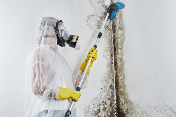 Best Mold Cleaning Services  in Fairfield, TX