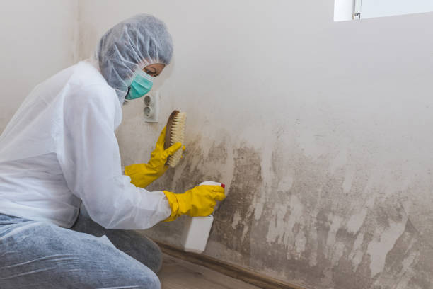 Best Black Mold Removal  in Fairfield, TX