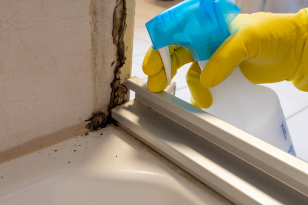 Best Best Mold Removal Companies  in Fairfield, TX