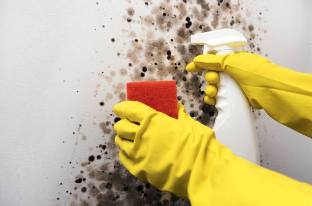 Best Mold Removal Company Near Me  in Fairfield, TX