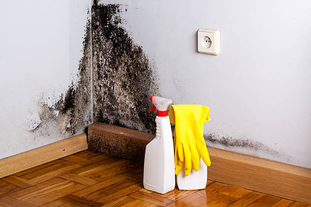 Best Home Mold Removal  in Fairfield, TX