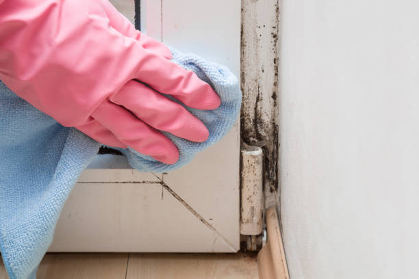 Best Mold Remediation  in Fairfield, TX