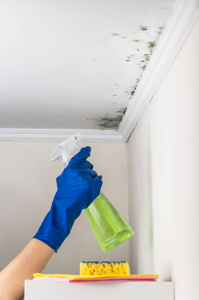 Best Local Mold Removal Service  in Fairfield, TX