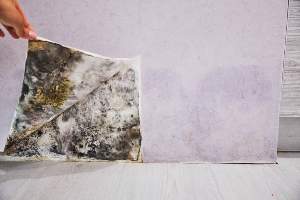 Reliable Fairfield, TX Mold Removal Solutions